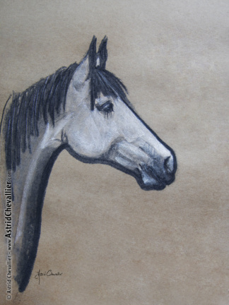 Horse Study (cb 08) by Astrid Chevallier