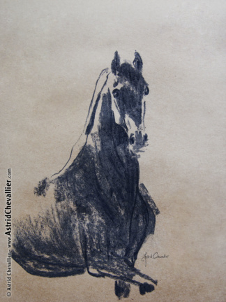 Horse Study (cb 03) by Astrid Chevallier