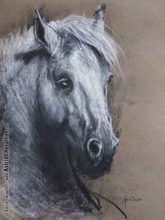Horse Study (cb 09) by Astrid Chevallier