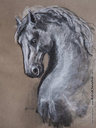 Horse Study (cb 13) by Astrid Chevallier