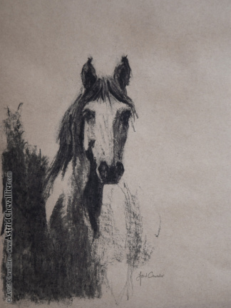 Horse Study (cb 14) by Astrid Chevallier