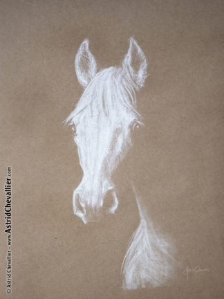 Horse Study (cb 16) by Astrid Chevallier